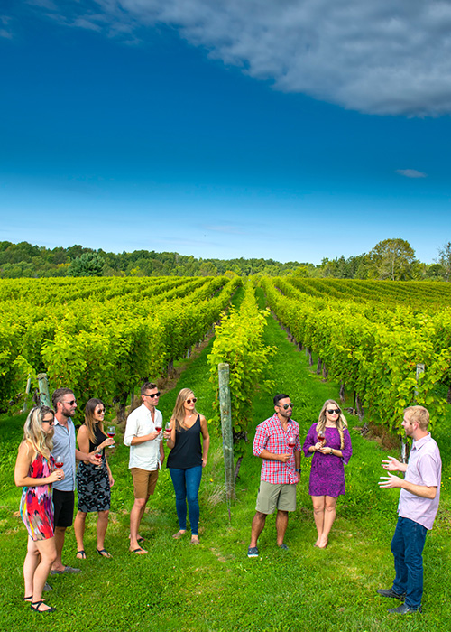 A group of people in the vineyard at Avondale Sky Winery, Bay of Fundy & Annapolis Valley