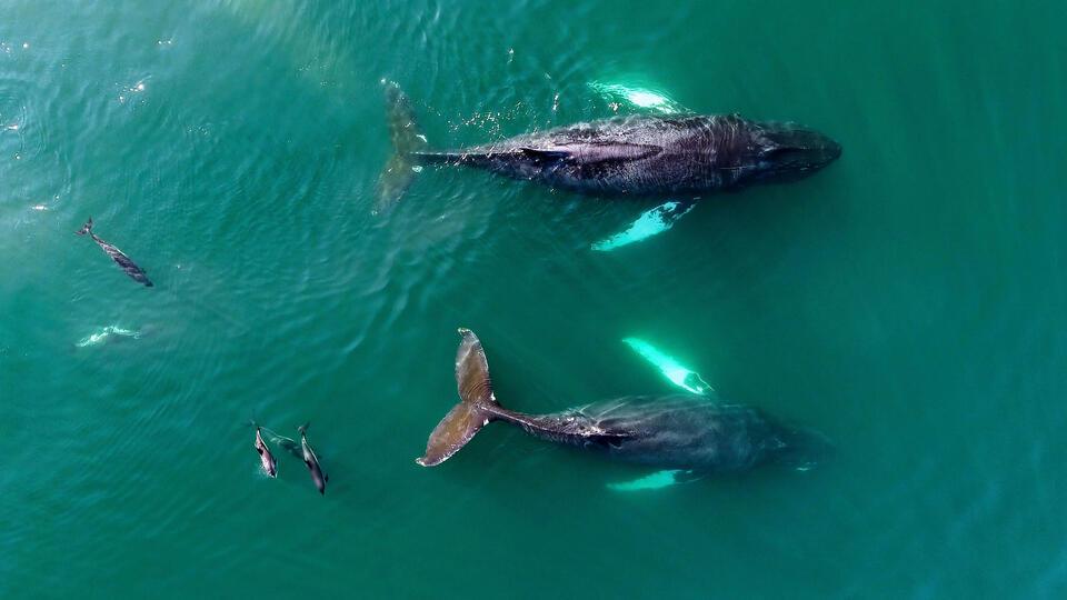 Ariel view of whales and dolphins on the Bay of Fundy